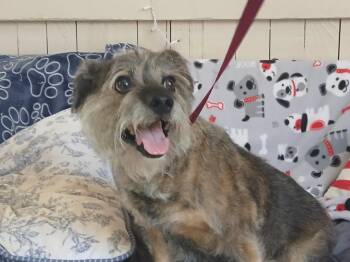 Carter -  Schnauzer and Terrier Dog for Adoption in Fort Worth, Texas - Carter | PetCurious