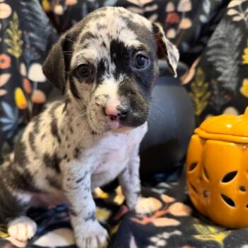 Madeleine -  Mixed Breed Dog for Adoption in Fredericksburg, Virginia - Madeleine | PetCurious