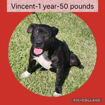 Rescue American Bully Dogs for Adoption in New Iberia, Louisiana - Vincent | PetCurious