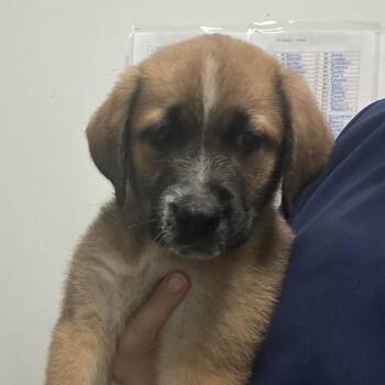 Ted -  Mixed Breed Dog for Adoption in Charleston, West Virginia - Ted | PetCurious
