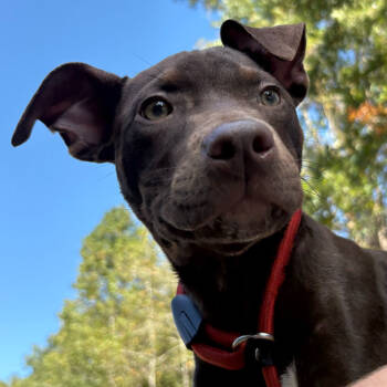 Rescue Labrador Retriever and Mixed Breed Dogs for Adoption in Quincy, Florida - LULU | PetCurious