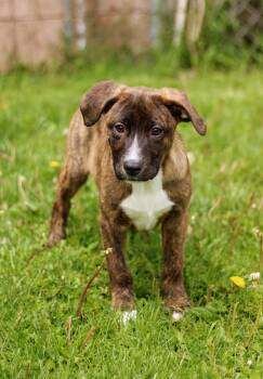 Terrier and Australian Cattle Dog Blue Heeler Dogs Available for Adoption in Battle Creek, Michigan - Bobby | PetCurious
