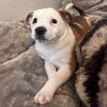 Australia -  Catahoula Leopard Dog and Mixed Breed Dog for Adoption in Kanab, Utah - Australia | PetCurious
