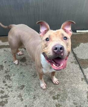 Anya -  Pit Bull Terrier Dog for Adoption in Chicago, Illinois - Anya | PetCurious