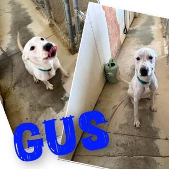 Gus -  Pit Bull Terrier Dog for Adoption in Sullivan, Indiana - Gus | PetCurious