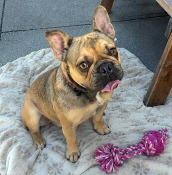 French Bulldog Dogs Available for Adoption in Kansas City, Kansas - Coconut | PetCurious