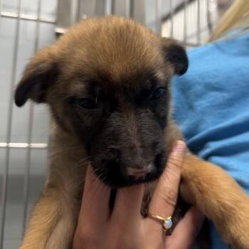 Mixed Breed Dogs Available for Adoption - Emily | PetCurious