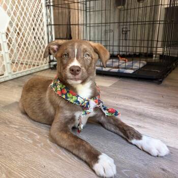 Spangle -  Mixed Breed Dog for Adoption in Fredericksburg, Virginia - Spangle | PetCurious