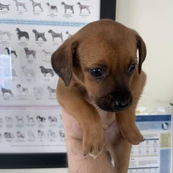 Pup 9 -  Rat Terrier and Mixed Breed Dog for Adoption in Galax, Virginia - Pup 9 | PetCurious