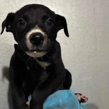 Rescue Border Collie and Mixed Breed Dogs for Adoption in Richmond, California - LINDEN | PetCurious