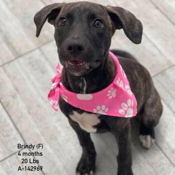 Brindy - Local Sept 11-13 -  Labrador Retriever Dog for Adoption in Brookshire, Texas - Brindy - Local Sept 11-13 | PetCurious