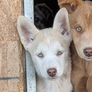 Rescue Husky Dogs for Adoption in Grand Junction, Colorado - Female Rez Husky | PetCurious