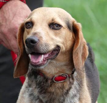 Fanny -  Beagle Dog for Adoption in Millfield, Ohio - Fanny | PetCurious