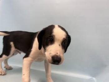 Mannie -  Labrador Retriever and Mixed Breed Dog for Adoption in Golden Valley, Minnesota - Mannie | PetCurious