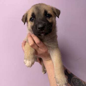 Shepherd and Husky Dogs Available for Adoption in Northbrook, Illinois - Malibu | PetCurious
