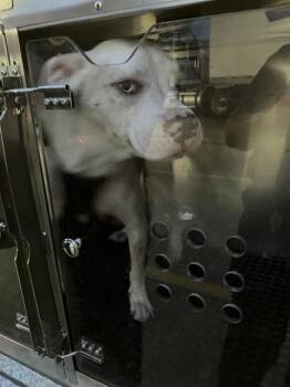SWANSON -  Mixed Breed Dog for Adoption in Dallas, Texas - SWANSON | PetCurious