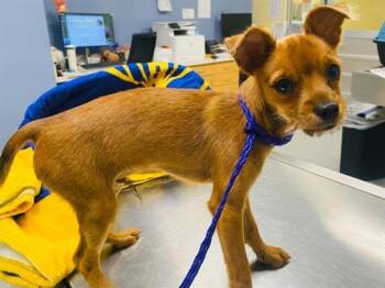SORA -  Chihuahua Dog for Adoption in Tustin, California - SORA | PetCurious