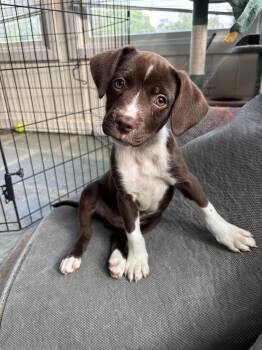 Raphael (Red) -  Mixed Breed and Brittany Spaniel Dog for Adoption in Christiansburg, Virginia - Raphael (Red) | PetCurious