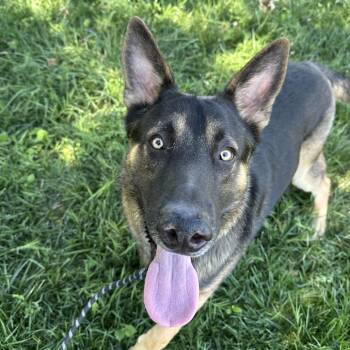 Rocky -  German Shepherd Dog Dog for Adoption in Lenexa, Kansas - Rocky | PetCurious