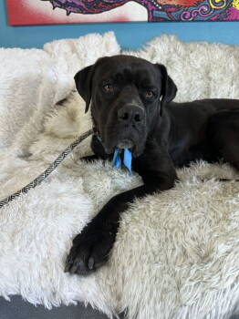 Rescue Mastiff Dogs for Adoption in Glendale, Arizona - Houston | PetCurious