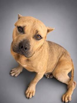 Pepe -  Pit Bull Terrier and Mixed Breed Dog for Adoption in Bowling Green, Kentucky - Pepe | PetCurious