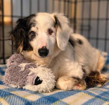 Mollie Pop -  Dachshund Dog for Adoption in El Dorado, Arkansas - Mollie Pop | PetCurious