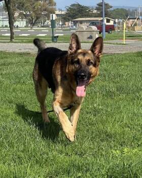 Rescue German Shepherd Dog Dogs for Adoption in Crescent City, California - Atticus | PetCurious