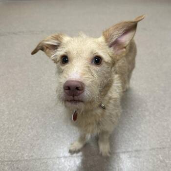 Davis A5795422 -  Terrier Dog for Adoption in Los Angeles, California - Davis A5795422 | PetCurious