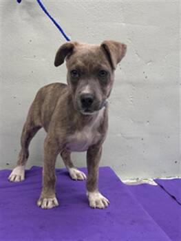 Labrador Retriever and Mixed Breed Dogs Available for Adoption - A2058940 | PetCurious