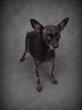 A1273162 -  Chihuahua Dog for Adoption in Winter Haven, Florida - A1273162 | PetCurious