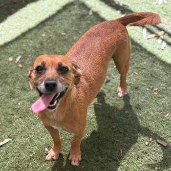 Maggie -  Chihuahua Dog for Adoption in Sonoma, California - Maggie | PetCurious