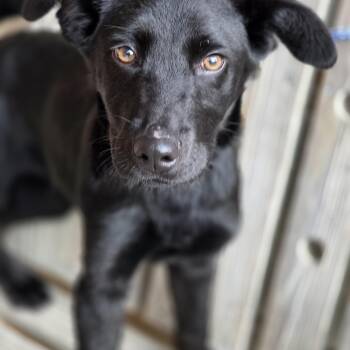 Labrador Retriever Dogs Available for Adoption in Parsons, Kansas - Maverick | PetCurious
