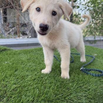 Koda -  Labrador Retriever Dog for Adoption in Harlingen, Texas - Koda | PetCurious