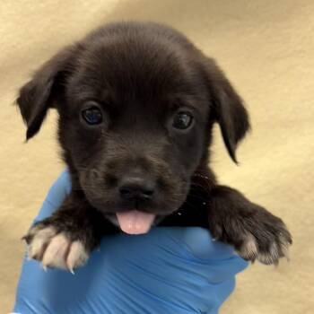 Esmeralda -  Shepherd and Mixed Breed Dog for Adoption in San Antonio, Texas - Esmeralda | PetCurious