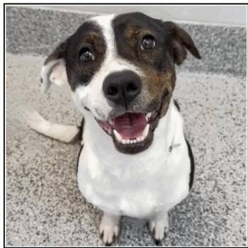 Rescue English Pointer Dogs for Adoption in Spring, Texas - Abby | PetCurious