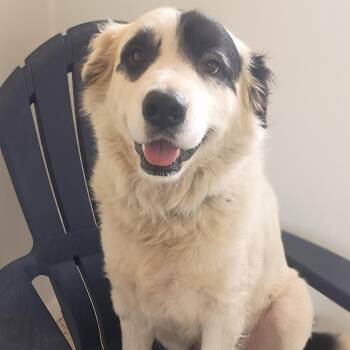 Great Pyrenees Dogs Available for Adoption - Bert | PetCurious