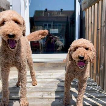 Harlow -  Standard Poodle Dog for Adoption in Courtice, Ontario - Harlow | PetCurious