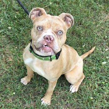 Loreli -  Mixed Breed Dog for Adoption in Greensboro, North Carolina - Loreli | PetCurious