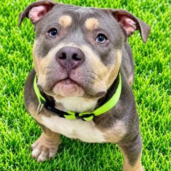 Maxx -  American Bully Dog for Adoption in Battle Creek, Michigan - Maxx | PetCurious