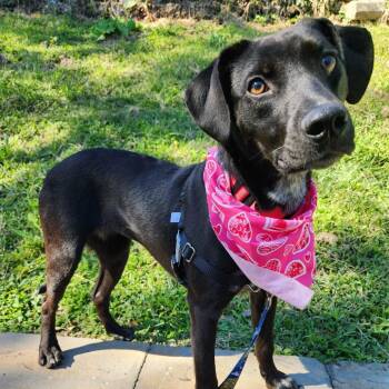 Sally -  Hound and Mixed Breed Dog for Adoption in Falls Church, Virginia - Sally | PetCurious
