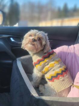 Bichon Frise and Yorkshire Terrier Dogs Available for Adoption - Charlie (Video) | PetCurious