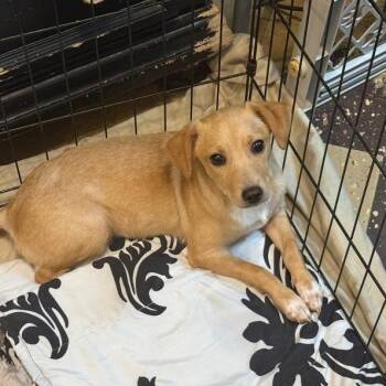 Honey Bee -  Chihuahua and Mixed Breed Dog for Adoption in North Myrtle Beach, South Carolina - Honey Bee | PetCurious