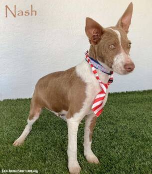 Nash -  Australian Kelpie and Chihuahua Dog for Adoption in San Diego, California - Nash | PetCurious