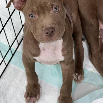 Rescue American Staffordshire Terrier Dogs for Adoption - Fanny | PetCurious