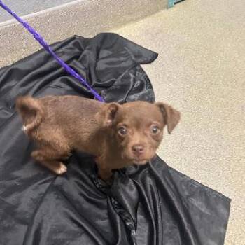 Chihuahua and Newfoundland Dog Dogs Available for Adoption - COCO PUFF | PetCurious