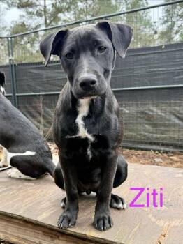 Labrador Retriever and Shepherd Dogs Available for Adoption - Ziti (Noodle Pups) | PetCurious