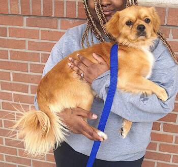 Pekingese Dogs Available for Adoption in Carrollton, Texas - Fritz | PetCurious