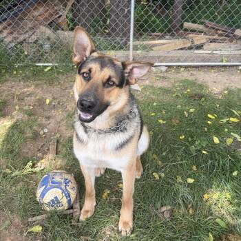 Thunder -  German Shepherd Dog Dog for Adoption in Harrisonburg, Virginia - Thunder | PetCurious