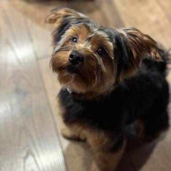 Yorkshire Terrier Dogs Available for Adoption in Woodinville, Washington - Lulu | PetCurious