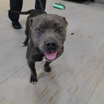 06/20/2026-Stray-SouthLumpikinRoad -  Mixed Breed Dog for Adoption in Columbus, Georgia - 06/20/2026-Stray-SouthLumpikinRoad | PetCurious